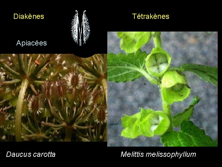 Diakènes Tétrakènes Diakènes et tetrakènes F/ Apiacées Daucus carotta F/ Lamiacées Melittis melissophyllum Diakènes Tétrakènes Diakènes et tetrakènes F/ Apiacées Daucus carotta F/ Lamiacées Melittis melissophyllum