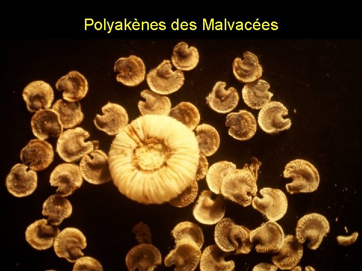 Polyakènes des Malvacées Polyakènes des Malvacées