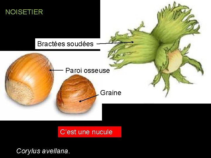 NOISETIER Bractées soudées Paroi osseuse Graine C’est une nucule Corylus avellana. NOISETIER Bractées soudées Paroi osseuse Graine C’est une nucule Corylus avellana.