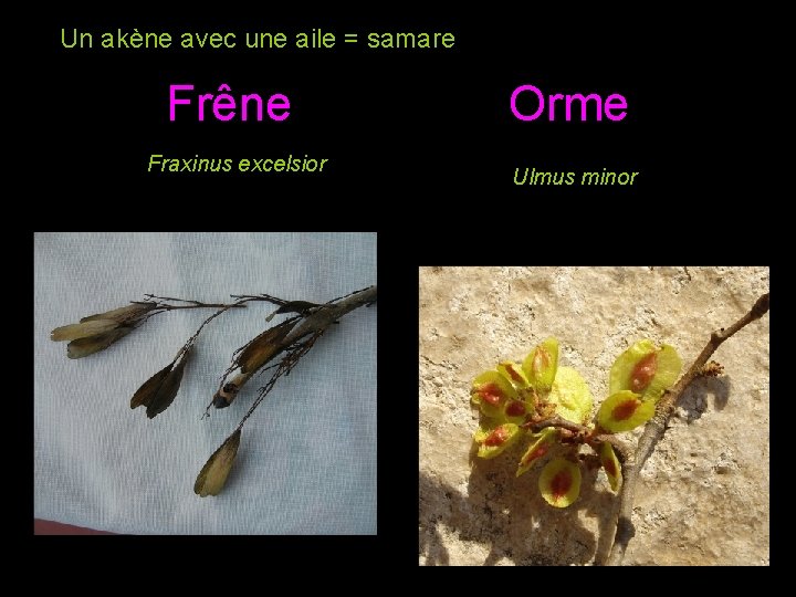 Un akène avec une aile = samare Frêne Fraxinus excelsior Orme Ulmus minor Un akène avec une aile = samare Frêne Fraxinus excelsior Orme Ulmus minor