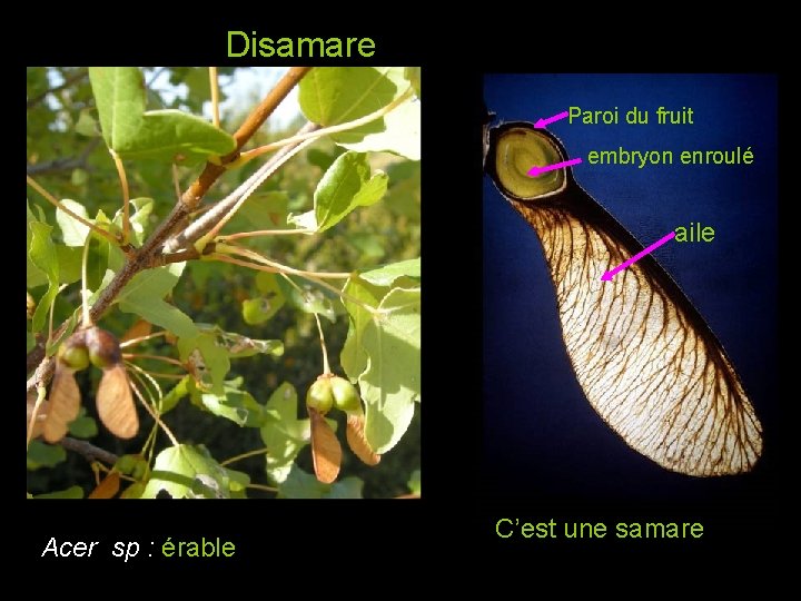 Disamare Paroi du fruit embryon enroulé aile Acer sp : érable C’est une samare Disamare Paroi du fruit embryon enroulé aile Acer sp : érable C’est une samare