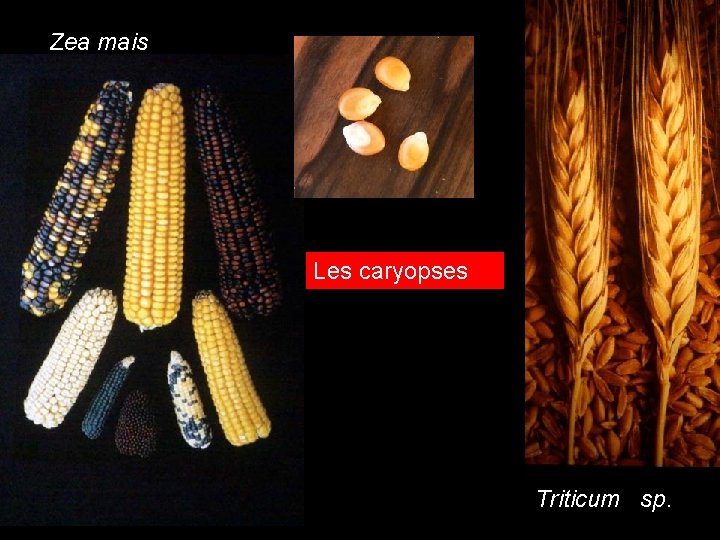 Zea mais caryopses Les caryopses Triticum sp. Zea mais caryopses Les caryopses Triticum sp.