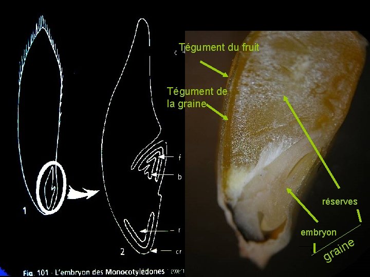 Tégument 2 du fruit Caryopse Tégument de la graine réserves embryon g e n Tégument 2 du fruit Caryopse Tégument de la graine réserves embryon g e n