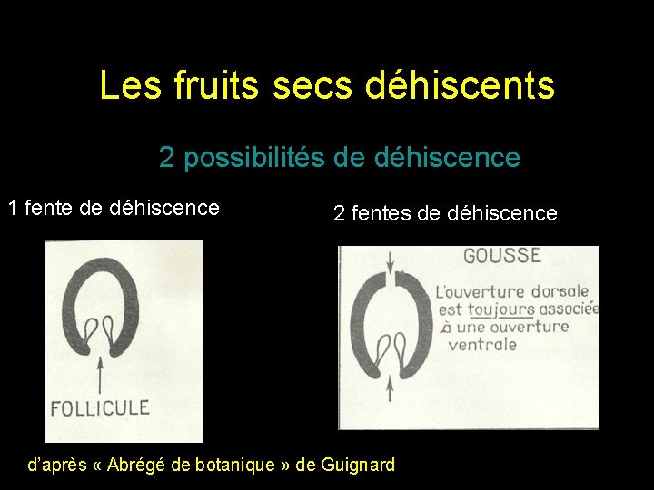 Les fruits secs déhiscents 2 possibilités de déhiscence 1 fente de déhiscence 2 fentes Les fruits secs déhiscents 2 possibilités de déhiscence 1 fente de déhiscence 2 fentes