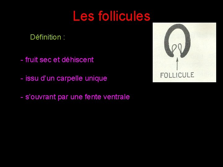 Les follicules Définition : - fruit sec et déhiscent - issu d’un carpelle unique Les follicules Définition : - fruit sec et déhiscent - issu d’un carpelle unique