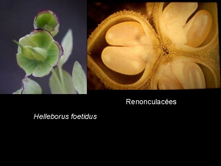 Helleborus foetidus Renonculacées Helleborus foetidus Helleborus foetidus Renonculacées Helleborus foetidus