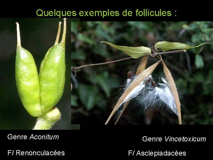 Quelques exemples de follicules : Genre Aconitum F/ Renonculacées Genre Vincetoxicum F/ Asclepiadacées Quelques exemples de follicules : Genre Aconitum F/ Renonculacées Genre Vincetoxicum F/ Asclepiadacées