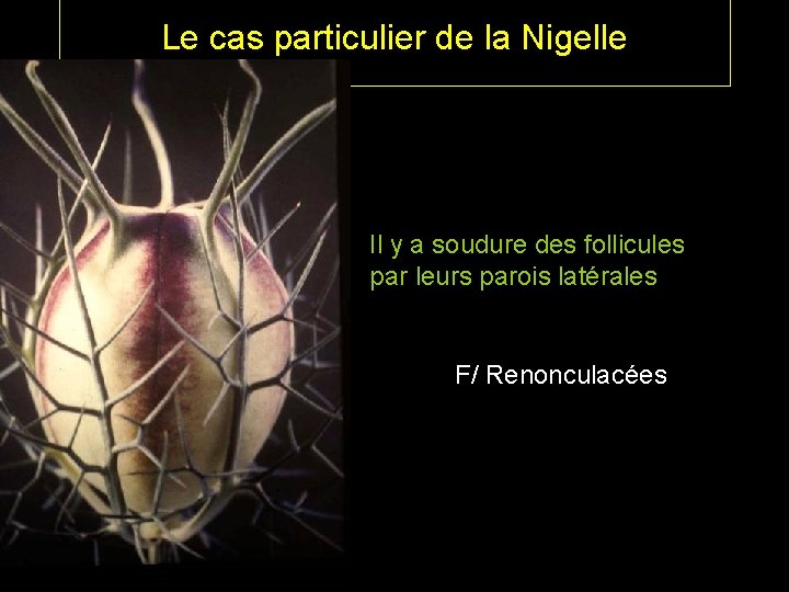 Le cas particulier de la Nigelle Il y a soudure des follicules par leurs Le cas particulier de la Nigelle Il y a soudure des follicules par leurs