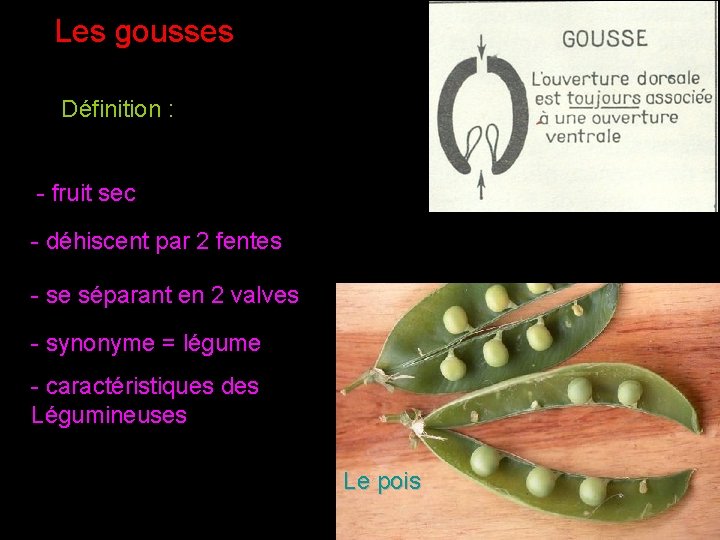 Les gousses Définition : - fruit sec - déhiscent par 2 fentes - se Les gousses Définition : - fruit sec - déhiscent par 2 fentes - se
