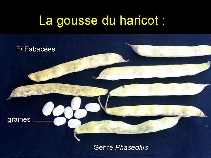 La gousse du haricot : F/ Fabacées graines Genre Phaseolus La gousse du haricot : F/ Fabacées graines Genre Phaseolus