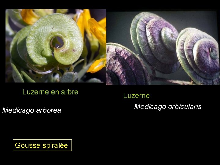 Luzerne en arbre Medicago arborea Gousse spiralée Luzerne Medicago orbicularis Luzerne en arbre Medicago arborea Gousse spiralée Luzerne Medicago orbicularis