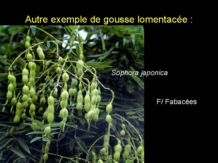 Autre exemple de gousse lomentacée : Sophora japonica F/ Fabacées Autre exemple de gousse lomentacée : Sophora japonica F/ Fabacées
