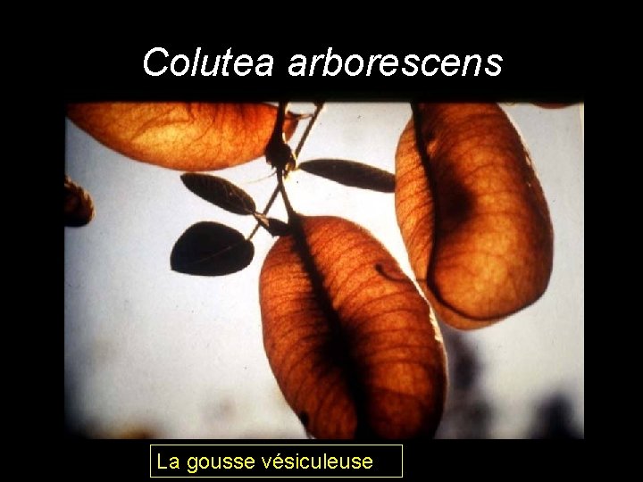 Colutea arborescens La gousse vésiculeuse Colutea arborescens La gousse vésiculeuse