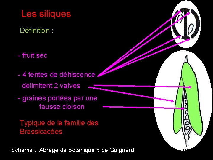 Les siliques Définition : - fruit sec - 4 fentes de déhiscence délimitent 2 Les siliques Définition : - fruit sec - 4 fentes de déhiscence délimitent 2