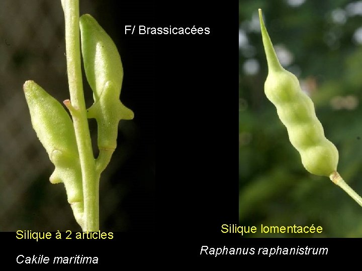 F/ Brassicacées Cakile et Raphanus Silique à 2 articles Cakile maritima Silique lomentacée Raphanus F/ Brassicacées Cakile et Raphanus Silique à 2 articles Cakile maritima Silique lomentacée Raphanus