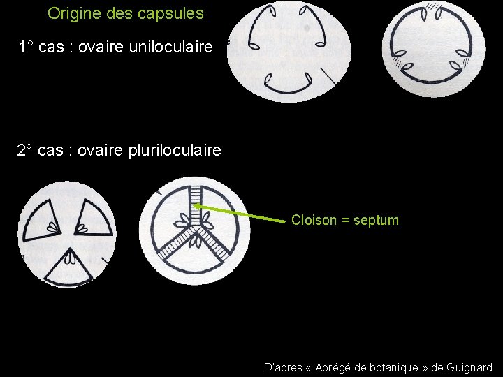 Origine des capsules 1° cas : ovaire uniloculaire 2° cas : ovaire pluriloculaire Cloison Origine des capsules 1° cas : ovaire uniloculaire 2° cas : ovaire pluriloculaire Cloison