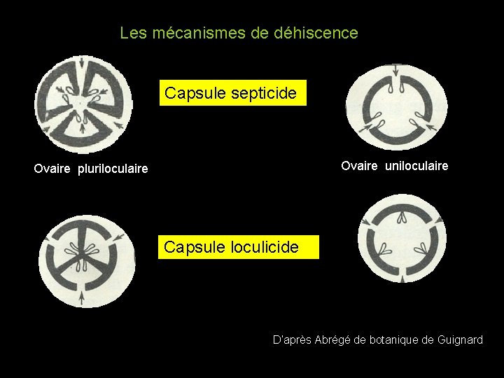 Les mécanismes de déhiscence Capsule septicide Ovaire uniloculaire Ovaire pluriloculaire Capsule loculicide D’après Abrégé Les mécanismes de déhiscence Capsule septicide Ovaire uniloculaire Ovaire pluriloculaire Capsule loculicide D’après Abrégé