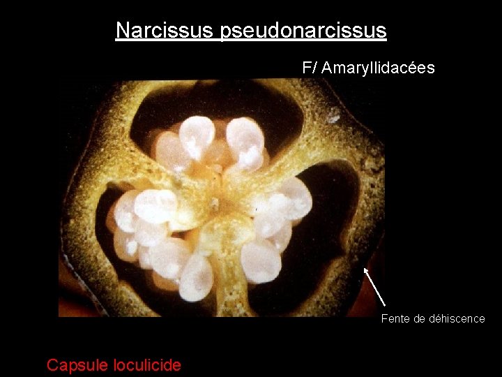 Narcissus pseudonarcissus F/ Amaryllidacées Fente de déhiscence Capsule loculicide Narcissus pseudonarcissus F/ Amaryllidacées Fente de déhiscence Capsule loculicide