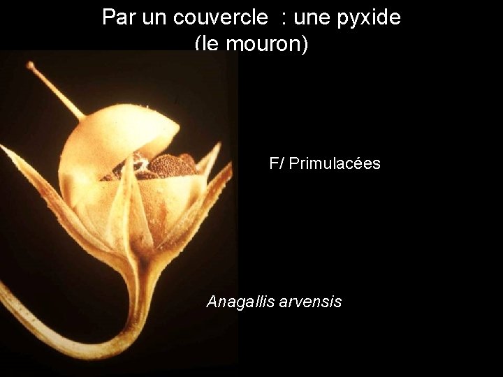 Par un couvercle : une pyxide (le mouron) F/ Primulacées Anagallis arvensis Par un couvercle : une pyxide (le mouron) F/ Primulacées Anagallis arvensis