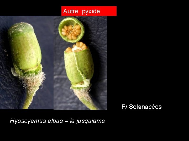 autre pyxide Autre pyxide F/ Solanacées Hyoscyamus albus = la jusquiame autre pyxide Autre pyxide F/ Solanacées Hyoscyamus albus = la jusquiame