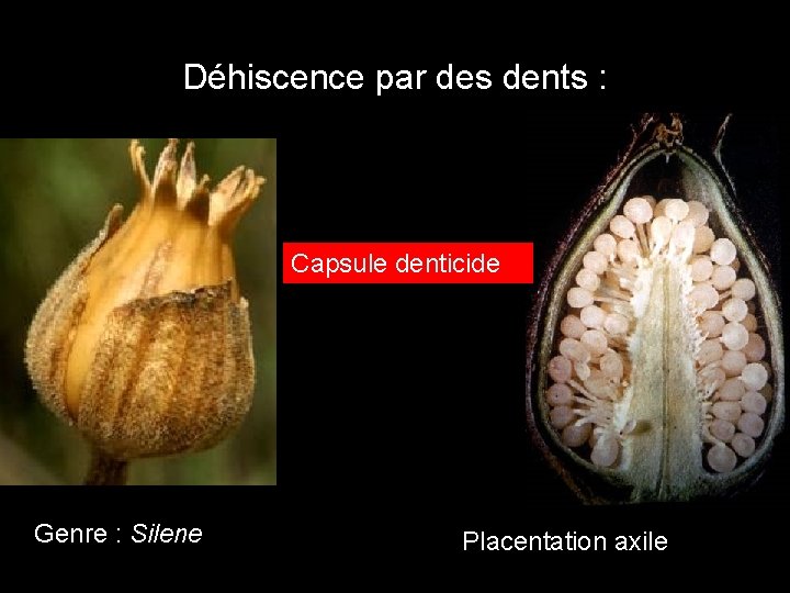 Déhiscence par des dents : Capsule denticide Genre : Silene Placentation axile Déhiscence par des dents : Capsule denticide Genre : Silene Placentation axile