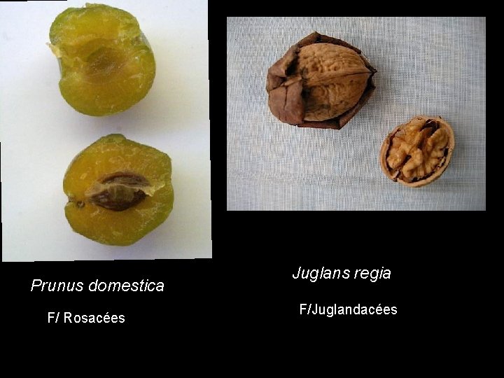 Pru « Noyau » Prunus domestica F/ Rosacées Juglans regia F/Juglandacées Pru « Noyau » Prunus domestica F/ Rosacées Juglans regia F/Juglandacées