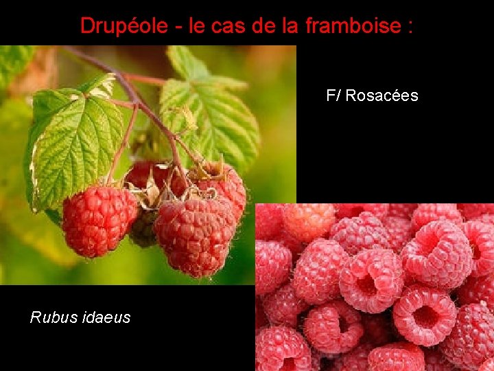 Drupéole - le cas de la framboise : F/ Rosacées Rubus idaeus Drupéole - le cas de la framboise : F/ Rosacées Rubus idaeus