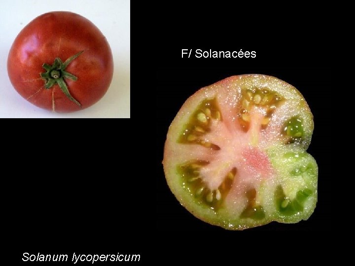 Tomate F/ Solanacées Solanum lycopersicum Tomate F/ Solanacées Solanum lycopersicum