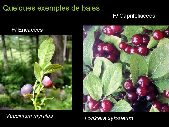 Quelques exemples de baies : F/ Caprifoliacées F/ Ericacées Vaccinium myrtilus Lonicera xylosteum Quelques exemples de baies : F/ Caprifoliacées F/ Ericacées Vaccinium myrtilus Lonicera xylosteum