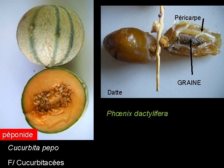 Péricarpe Melon =datte GRAINE Datte Phœnix dactylifera péponide Cucurbita pepo F/ Cucurbitacées Péricarpe Melon =datte GRAINE Datte Phœnix dactylifera péponide Cucurbita pepo F/ Cucurbitacées