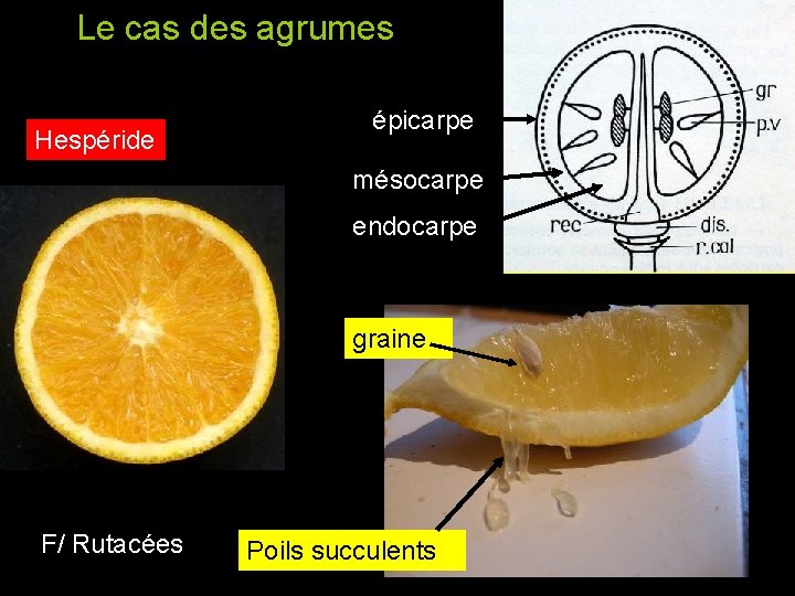 Le cas des agrumes Hespéride épicarpe mésocarpe endocarpe graine F/ Rutacées Poils succulents Le cas des agrumes Hespéride épicarpe mésocarpe endocarpe graine F/ Rutacées Poils succulents