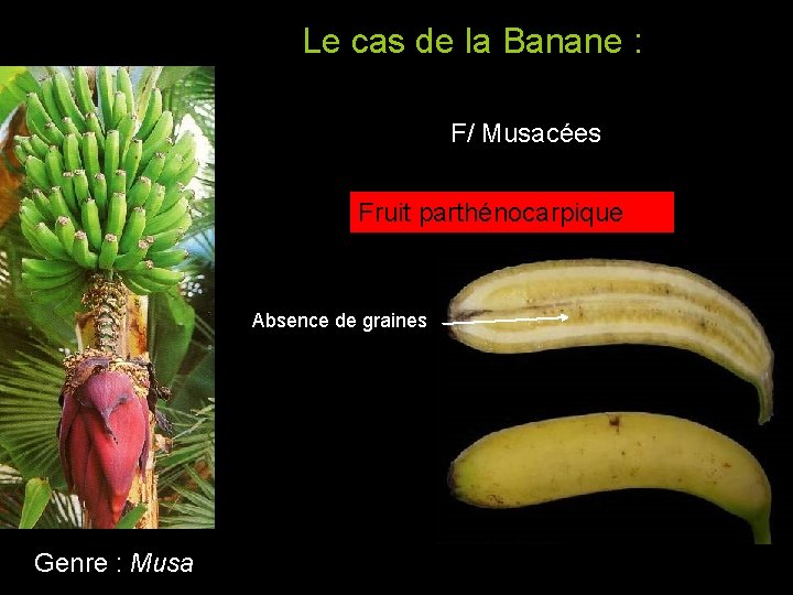 Le cas de la Banane : F/ Musacées Fruit parthénocarpique Absence de graines Genre Le cas de la Banane : F/ Musacées Fruit parthénocarpique Absence de graines Genre