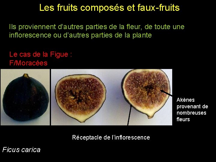 Les fruits composés et faux-fruits Ils proviennent d’autres parties de la fleur, de toute Les fruits composés et faux-fruits Ils proviennent d’autres parties de la fleur, de toute