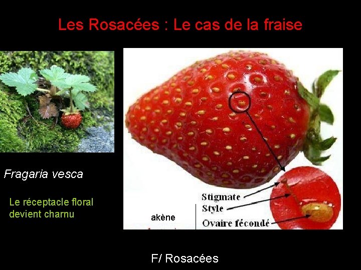 Les Rosacées : Le cas de la fraise Fragaria vesca Le réceptacle floral devient Les Rosacées : Le cas de la fraise Fragaria vesca Le réceptacle floral devient