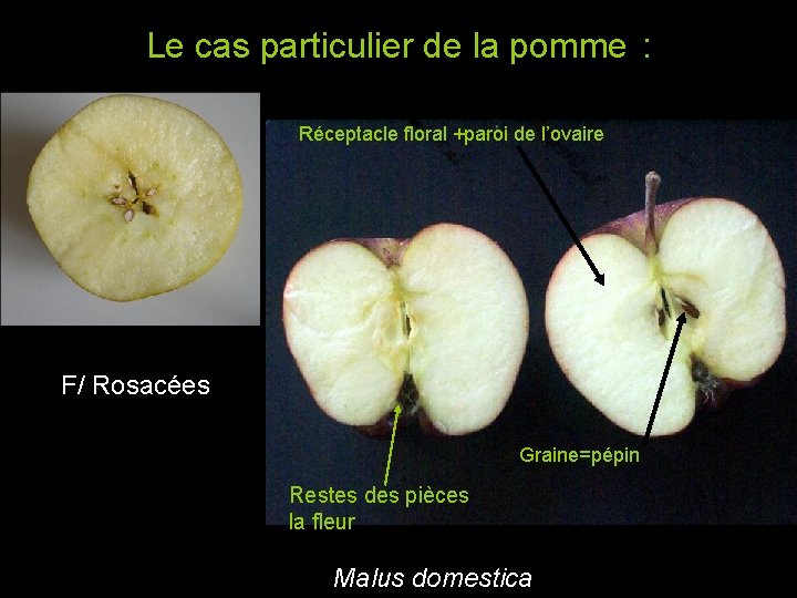 Le cas particulier de la pomme : Réceptacle floral +paroi de l’ovaire F/ Rosacées Le cas particulier de la pomme : Réceptacle floral +paroi de l’ovaire F/ Rosacées
