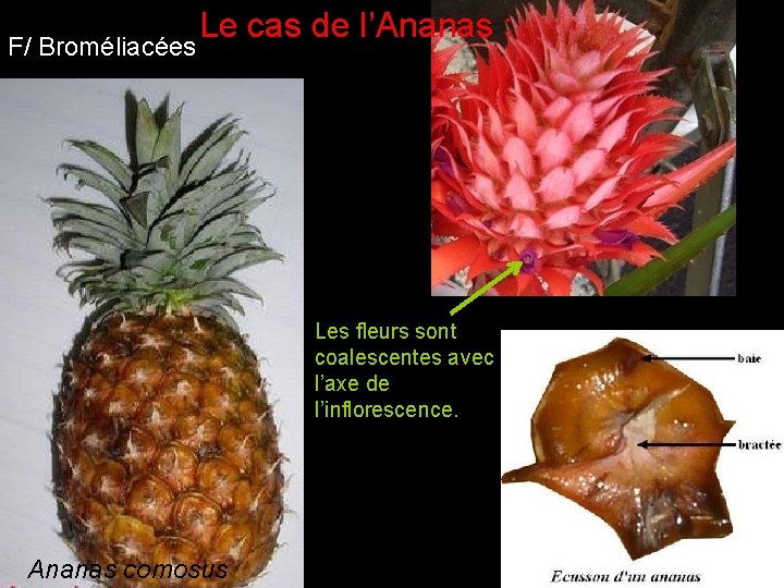F/ Broméliacées Le cas de l’Ananas : Les fleurs sont coalescentes avec l’axe de F/ Broméliacées Le cas de l’Ananas : Les fleurs sont coalescentes avec l’axe de