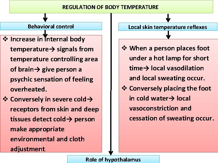 REGULATION OF BODY TEMPERATURE Behavioral control Local skin temperature reflexes Increase in internal body