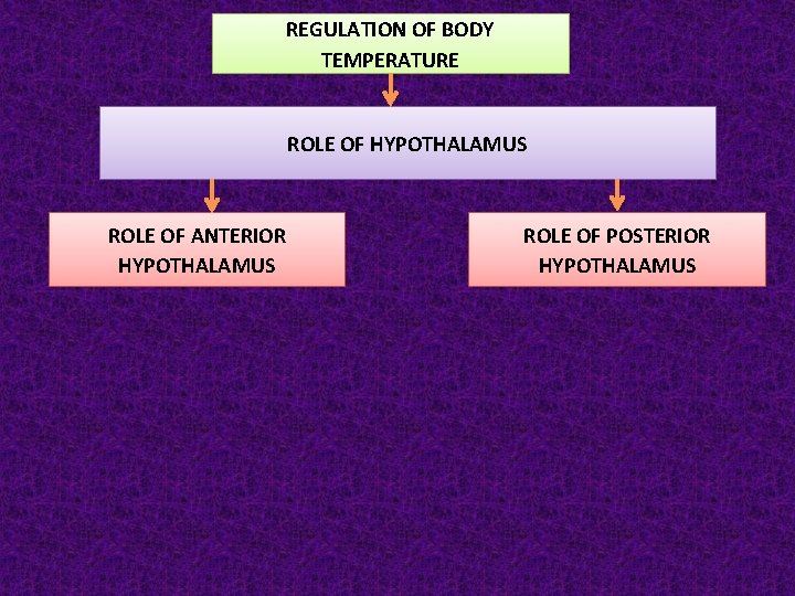REGULATION OF BODY TEMPERATURE ROLE OF HYPOTHALAMUS ROLE OF ANTERIOR HYPOTHALAMUS ROLE OF POSTERIOR