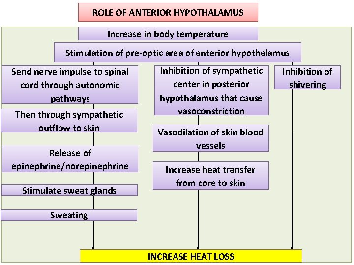 ROLE OF ANTERIOR HYPOTHALAMUS Increase in body temperature Stimulation of pre-optic area of anterior