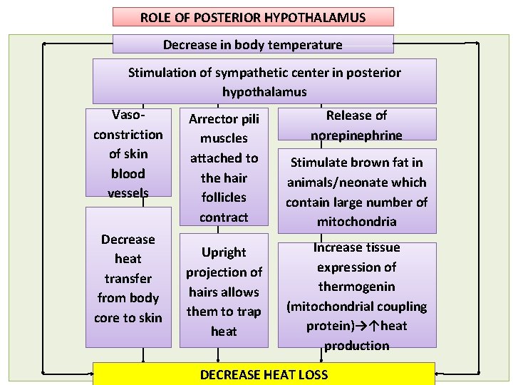 ROLE OF POSTERIOR HYPOTHALAMUS Decrease in body temperature Stimulation of sympathetic center in posterior