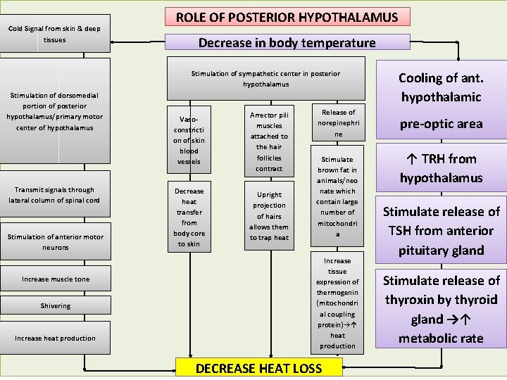 Cold Signal from skin & deep tissues ROLE OF POSTERIOR HYPOTHALAMUS Decrease in body