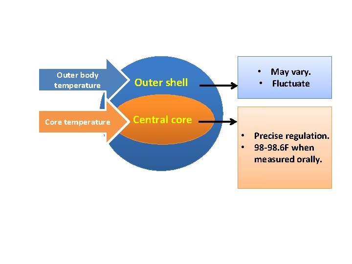 BODY TEMPERATURE REGULATION AND FEVER There is no