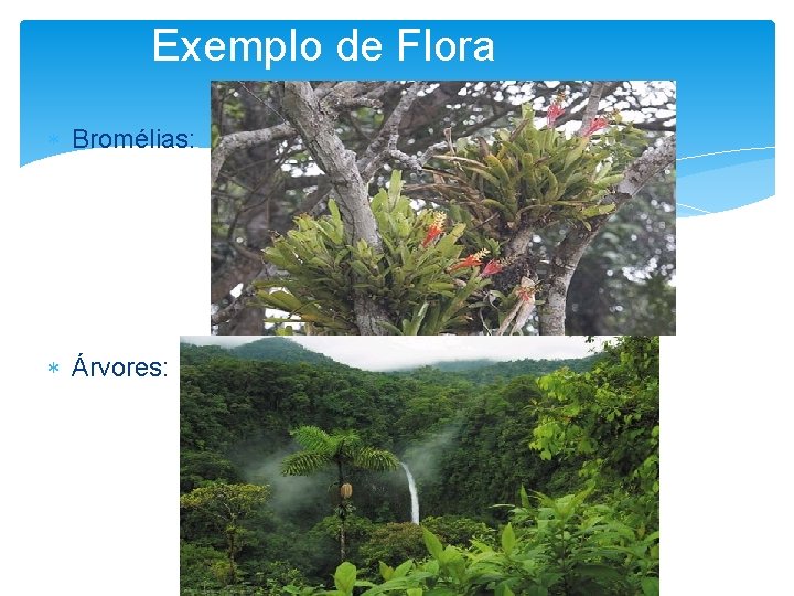 Exemplo de Flora Bromélias: Árvores: 