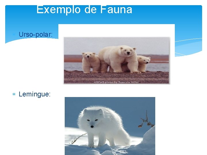 Exemplo de Fauna Urso-polar: Lemingue: 