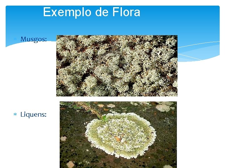 Exemplo de Flora Musgos: Liquens: 