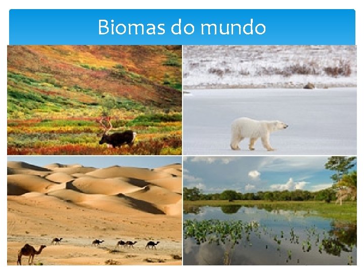 Biomas do mundo 