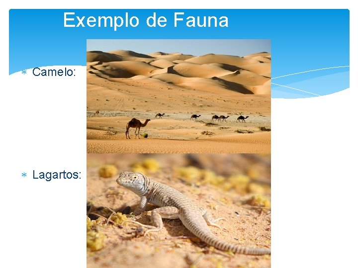 Exemplo de Fauna Camelo: Lagartos: 