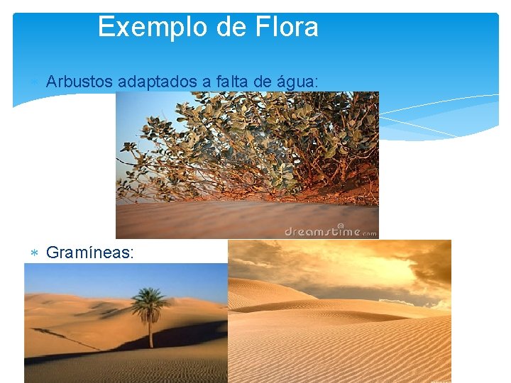 Exemplo de Flora Arbustos adaptados a falta de água: Gramíneas: 