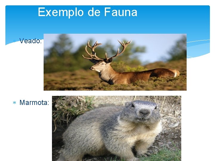Exemplo de Fauna Veado: Marmota: 
