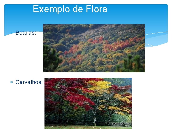 Exemplo de Flora Bétulas: Carvalhos: 